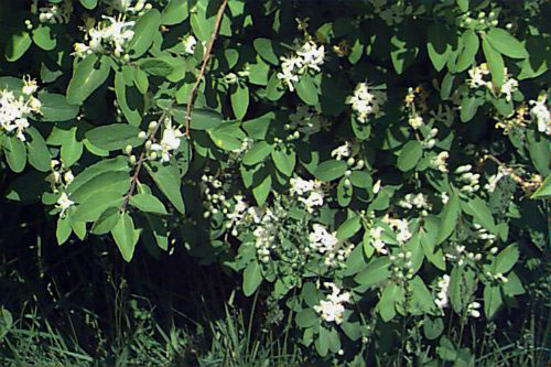 Invasive Terrestrial Plants Valparaiso Chain Of Lakes Watershed Group