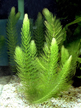 Ceratophyllum_demersum