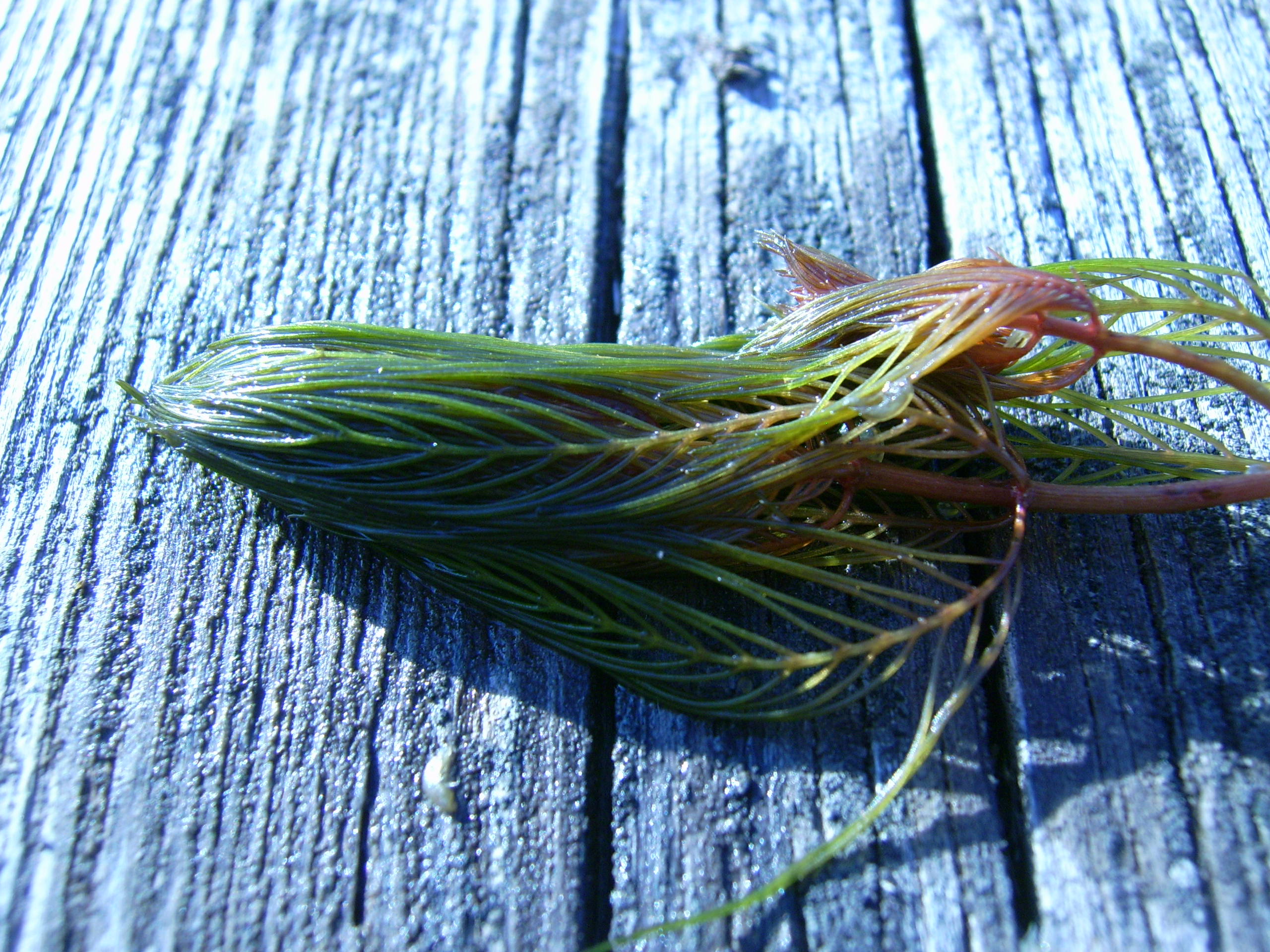 Eurasian_water_milfoil_(Desbarats_R)_8